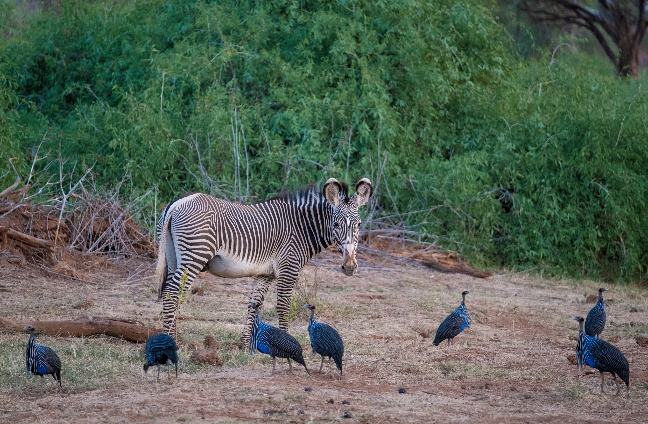 A zebra with vulturine guinea fowl .jpeg