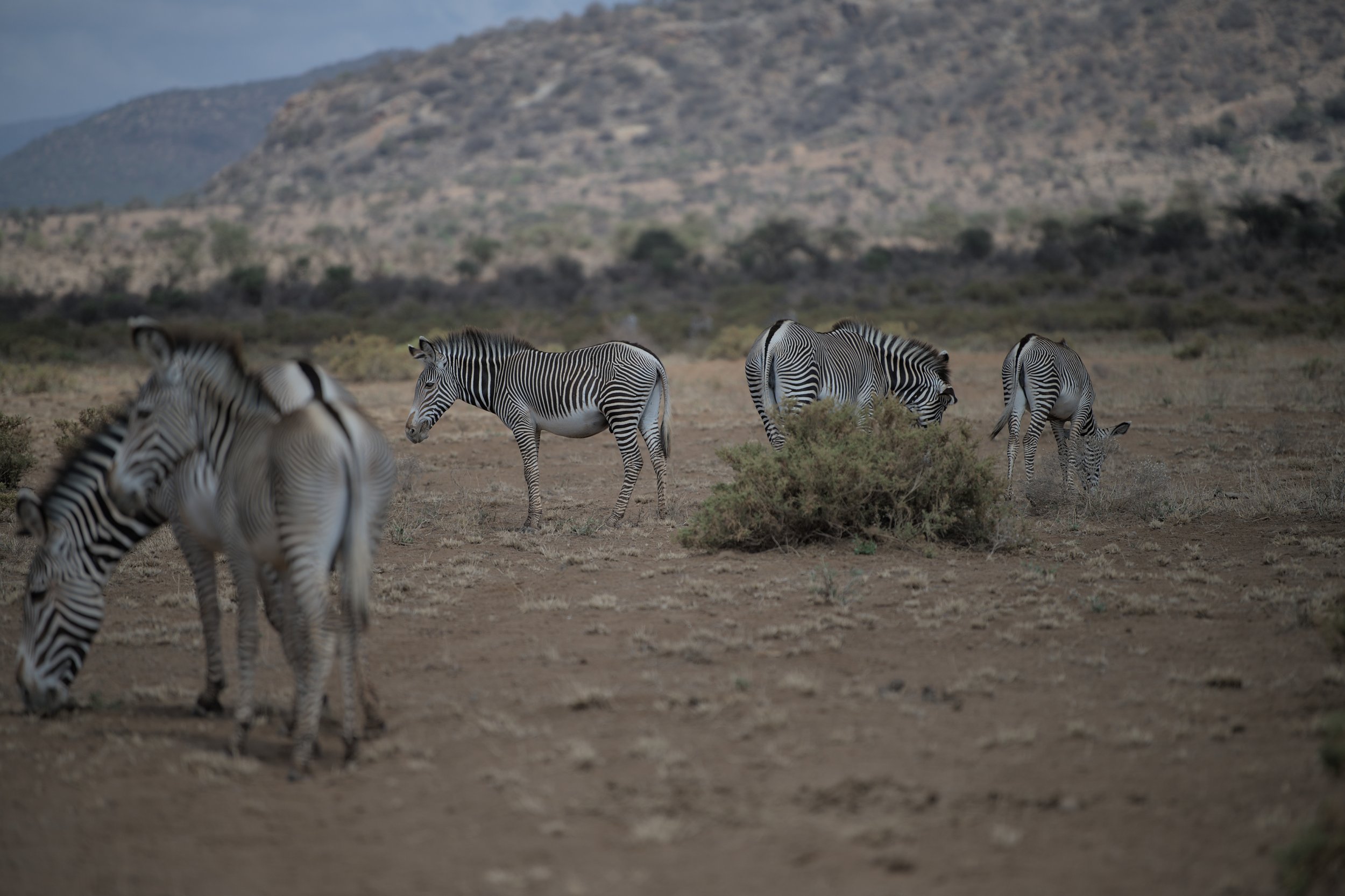 A-herd-of-Grevy_s-Zebra.jpg