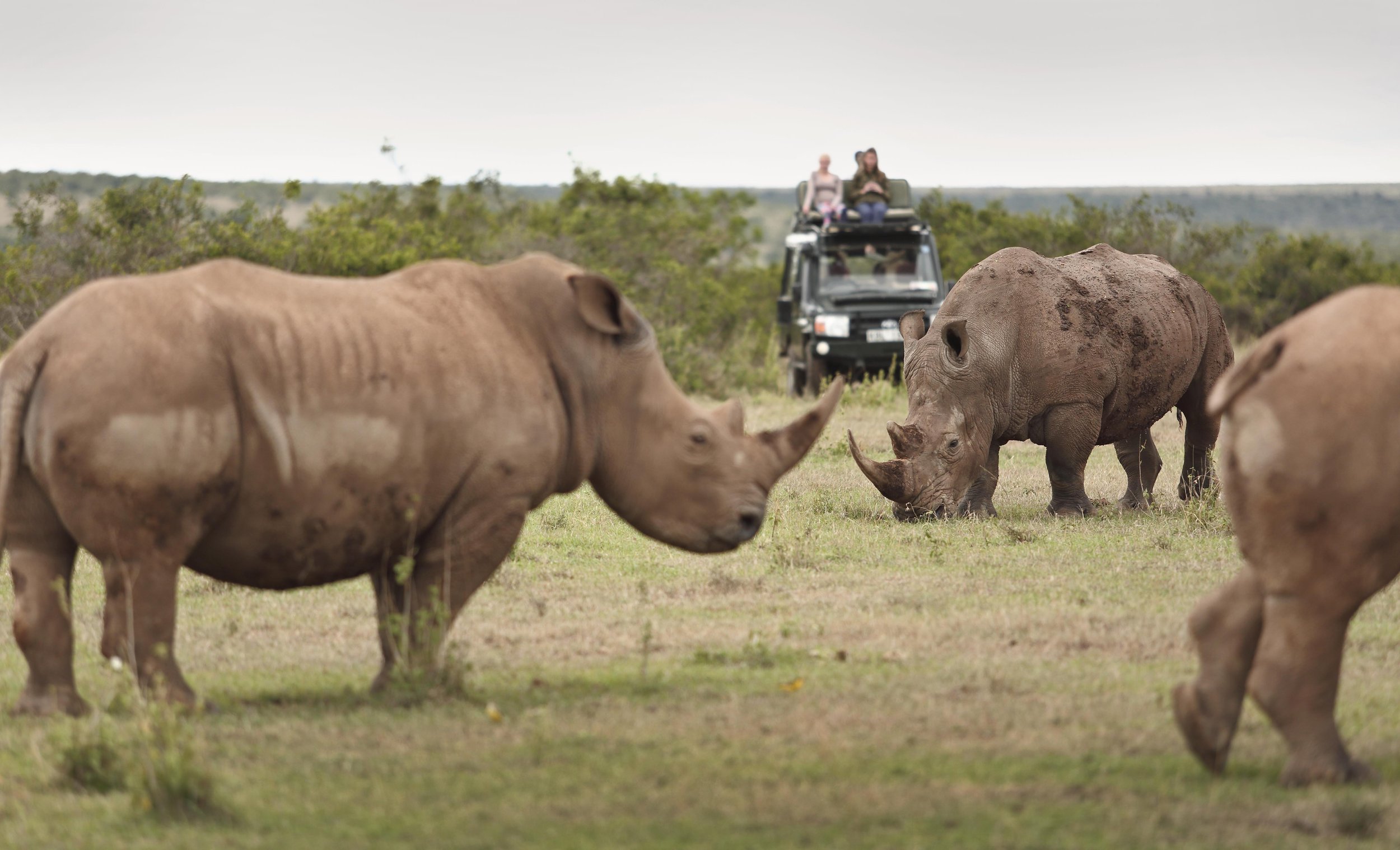 White Rhino grazing on the Plains.jpg