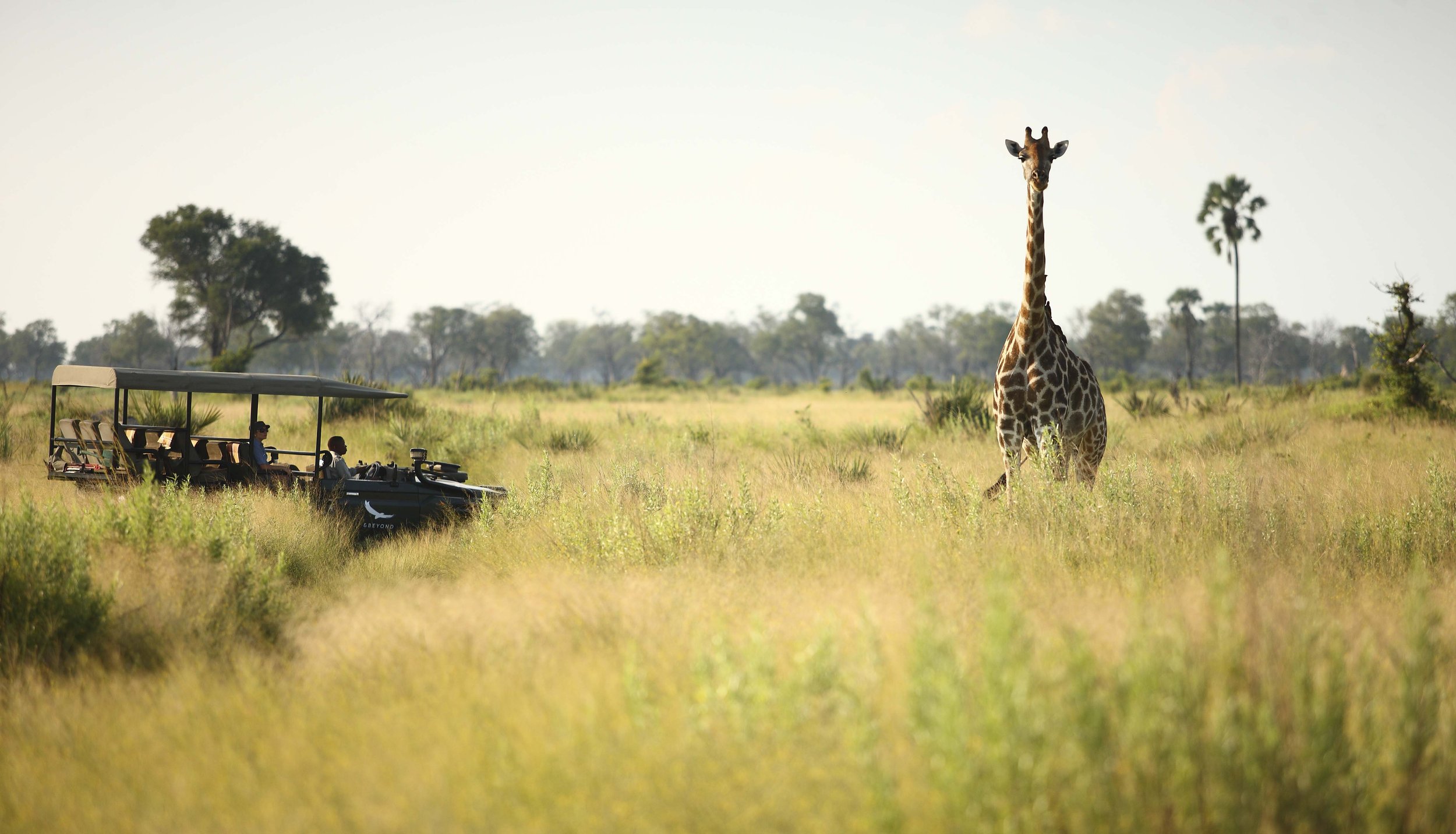 Botswana-Nxabega-Okavango-Delta-Camp-Experience-Game-Drive-view-of-a-giraffe.jpg