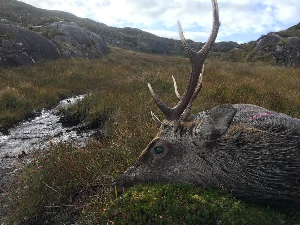 Deer hunting in Ireland with Celtic Field Sports