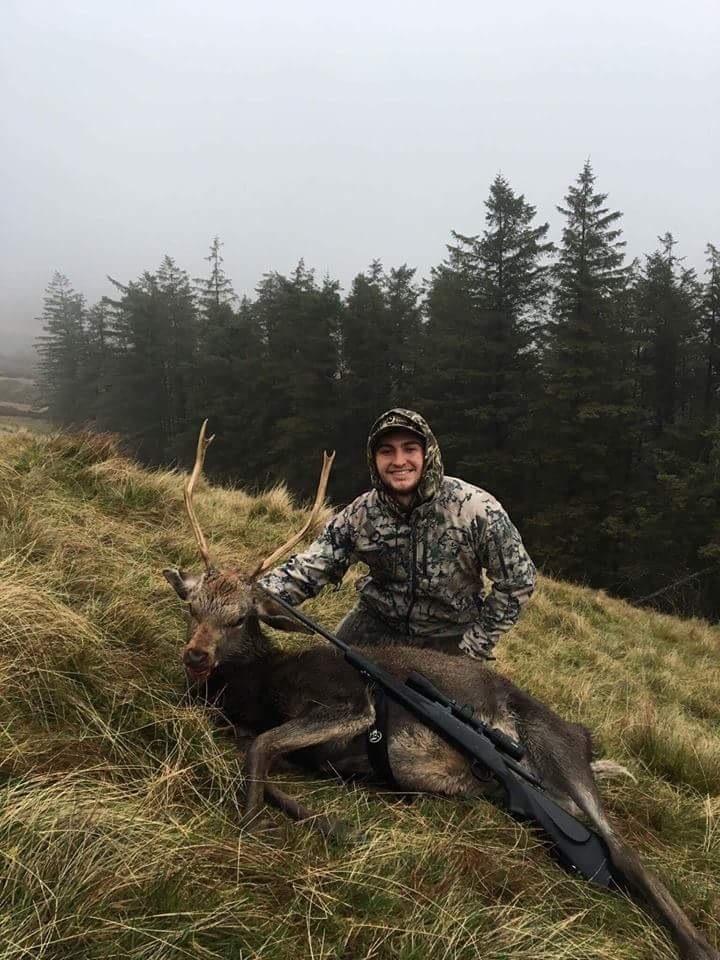 Wicklow Sika Stag
