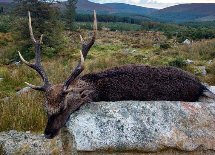 Medal Sika Stag Ireland.JPG