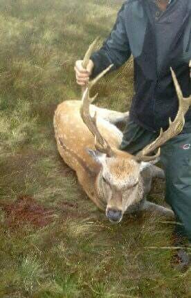 Deer Hunting Ireland (6).JPG