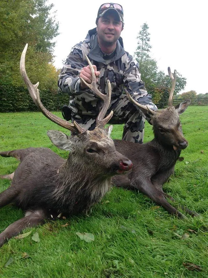 Sika Stag Ireland