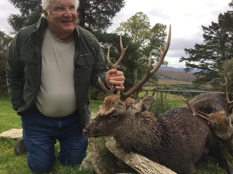 Irish Sika Stag.JPG