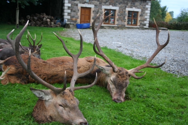 Irish Red Stags.jpeg
