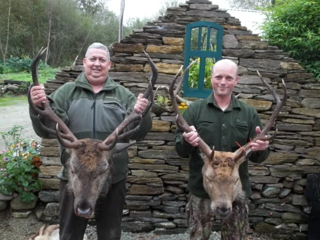 Irish Red Stags (2).jpeg