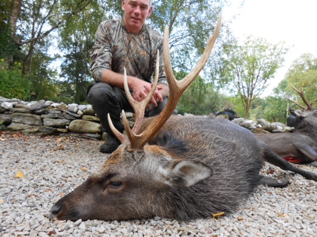 Irish Sika Stag.jpeg
