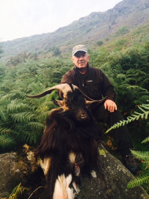 Kerry Ibex 2.jpeg