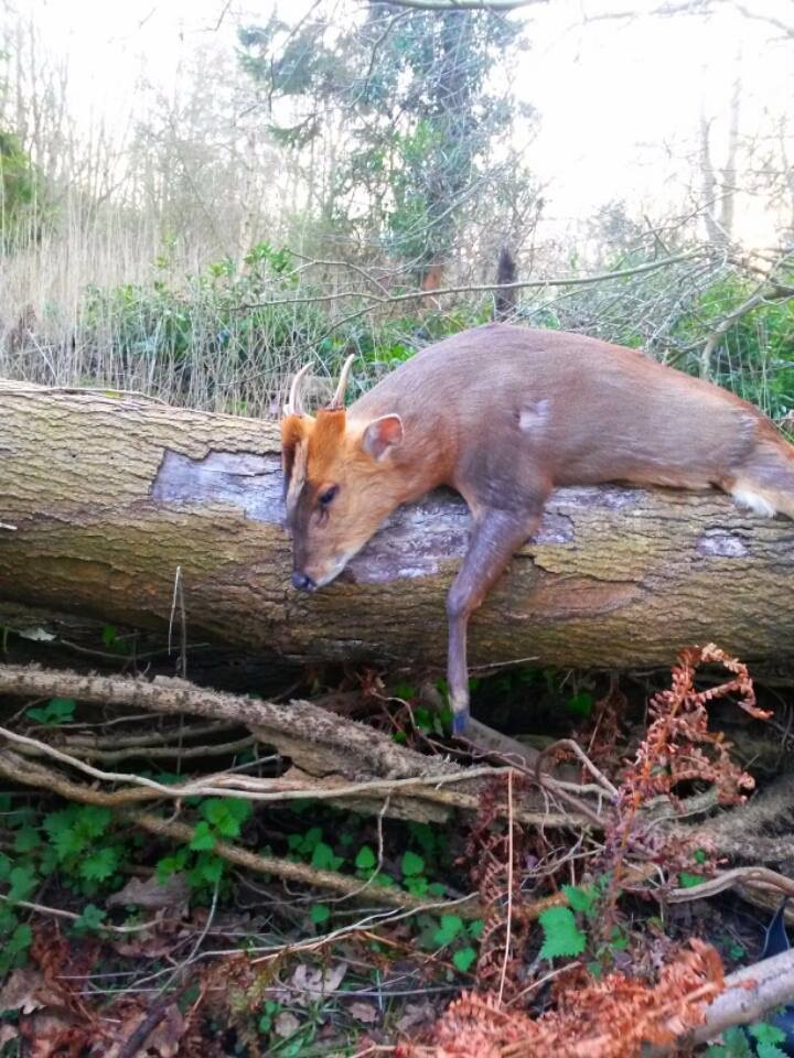 Muntjac (12).jpeg