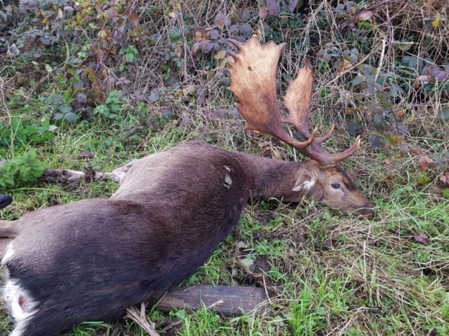 Fallow Deer Ireland (3).jpeg