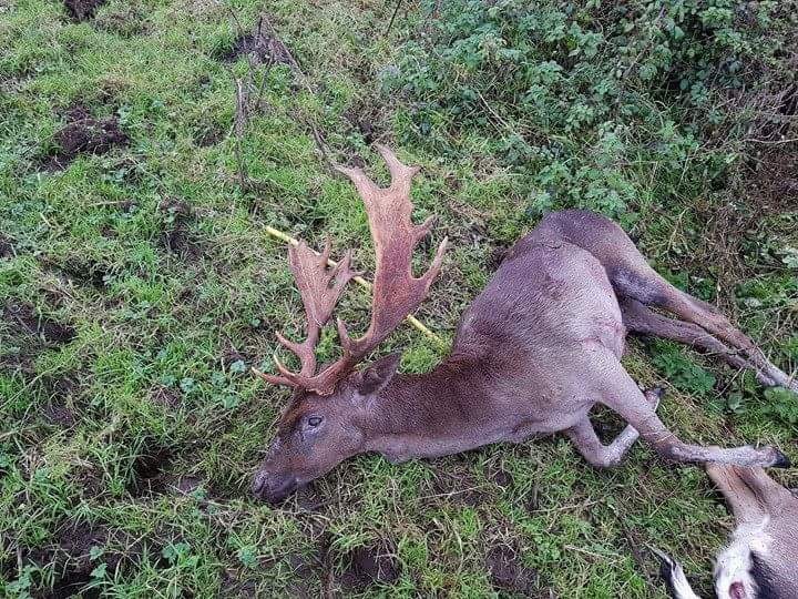 Fallow Deer Ireland (4).JPG