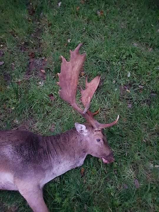 Fallow Deer Ireland (6).JPG