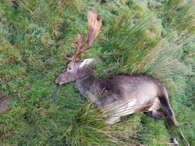 Fallow Stags Ireland
