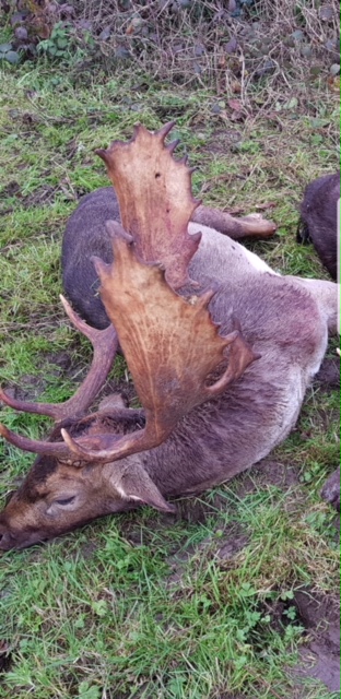 Fallow Deer Ireland.jpeg