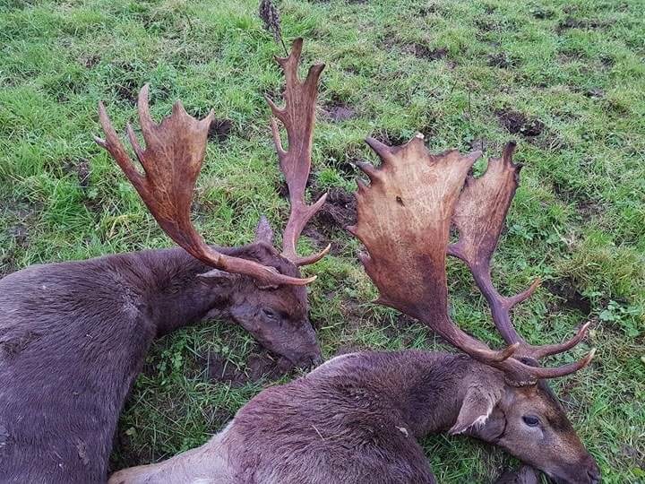 Fallow Deer Ireland.JPG