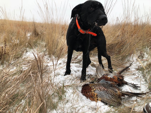 Pheasant Dog.jpeg