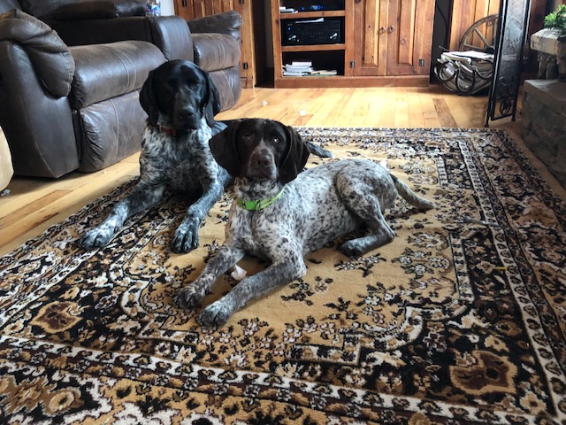 Gun Dogs Ireland.jpeg