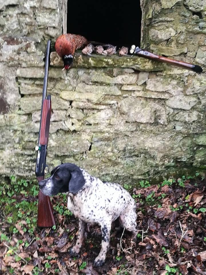 Irish Pheasant Shooting.jpeg