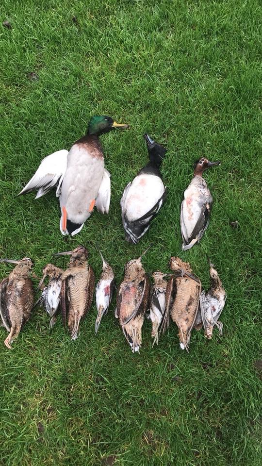Wing Shooting Ireland 2.jpeg