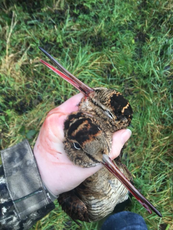 Woodcock Shooting.jpeg