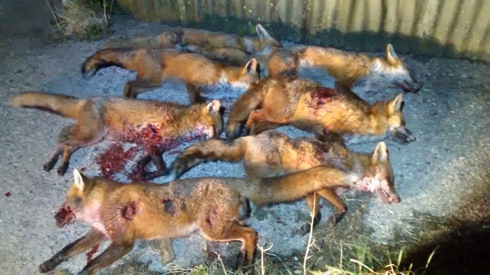 Fox Hunt.jpeg