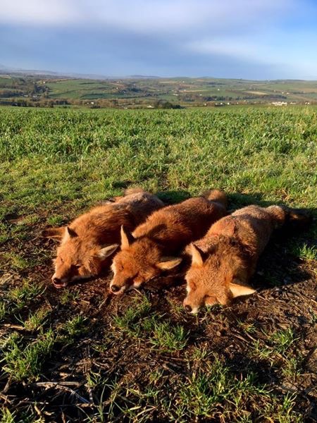 Fox Shoot Ireland.jpeg