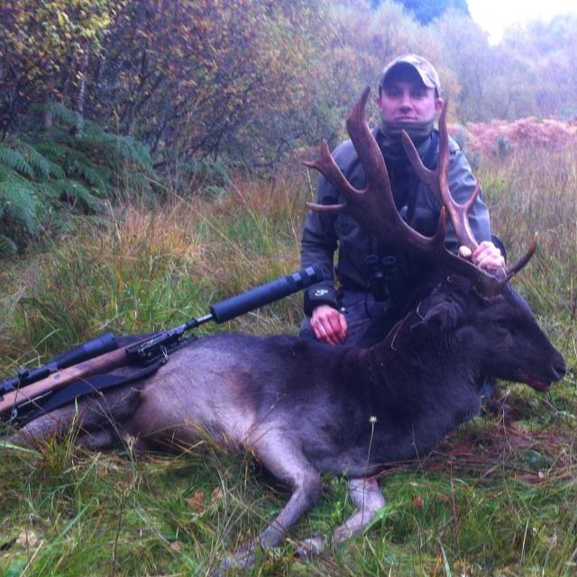 Irish Fallow Stag 4.jpeg