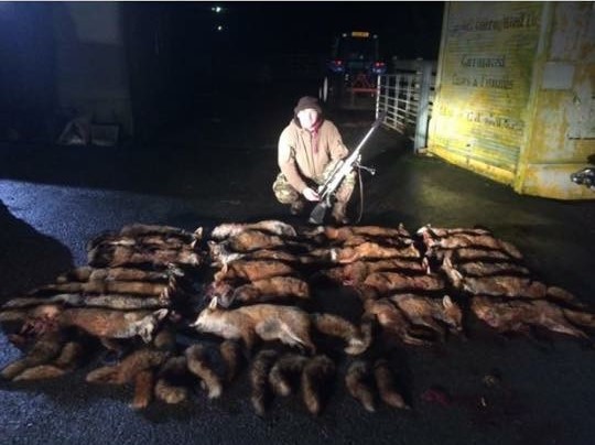 Foxes Ireland.jpeg
