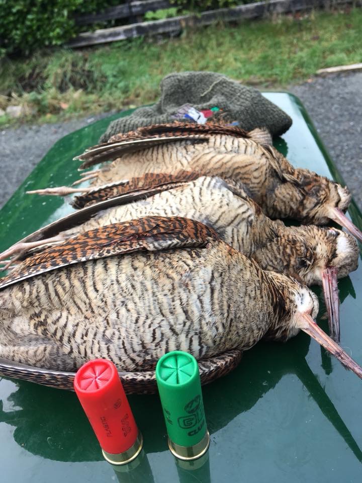 Wingshot birds Ireland.jpeg