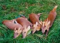 Roe Deer 3 (2).jpeg