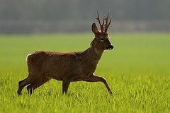 Roe Deer 3 (3).jpeg