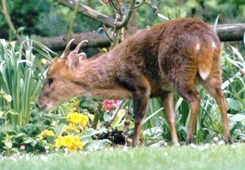 Roe Deer 3.jpeg