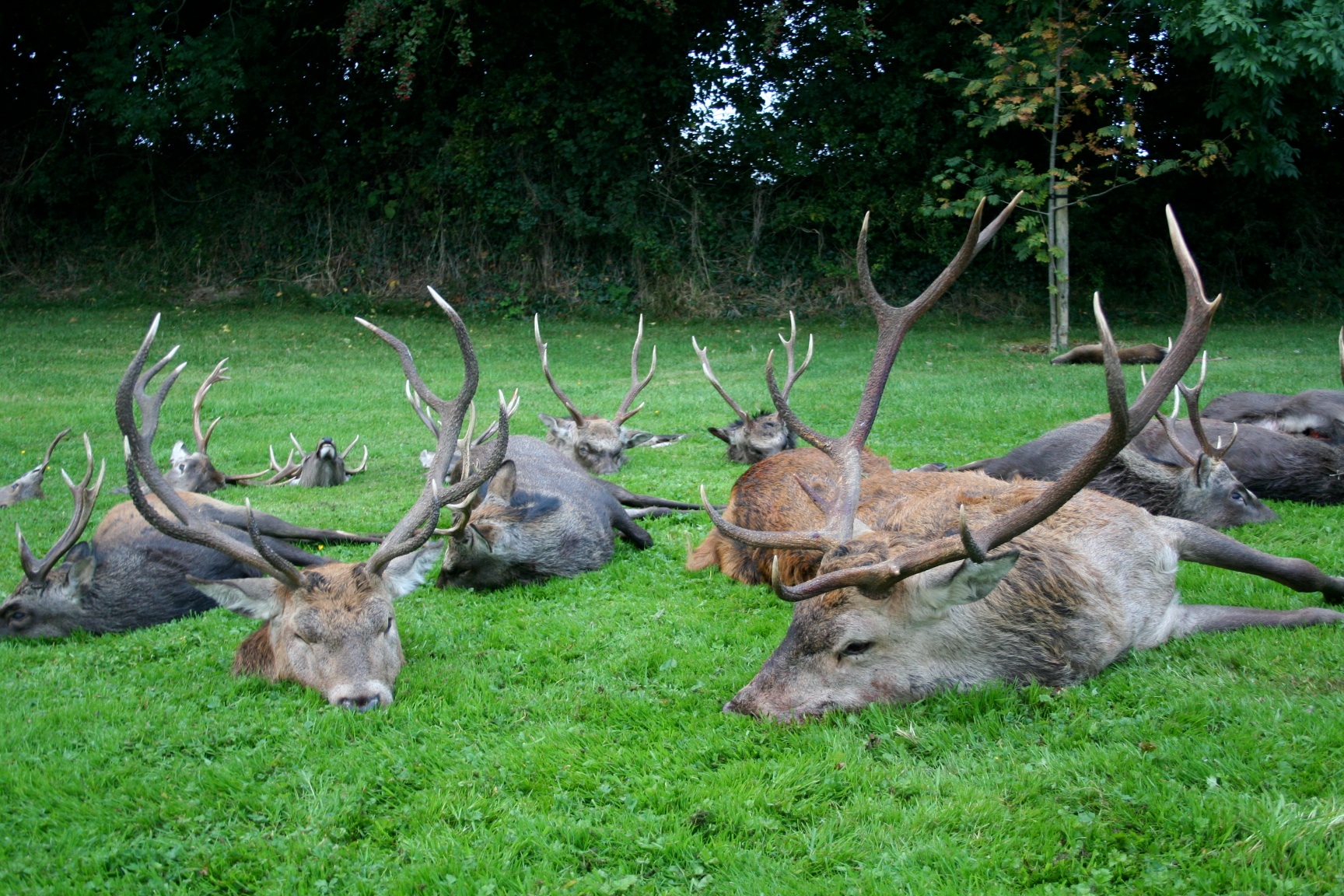 Red Stags 5.JPG