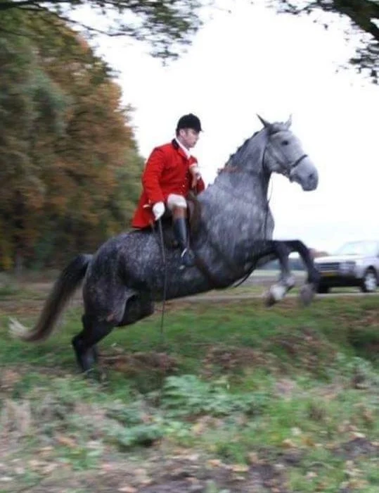 Laois Fox hunt 2016 (12).JPG