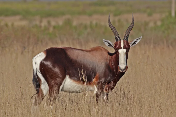 bontebok.jpg