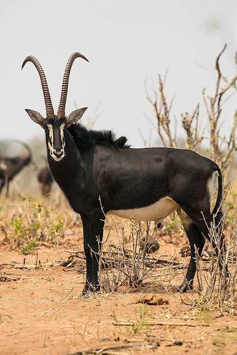 sable-antelope-17b.jpg