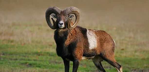 mouflon.jpg