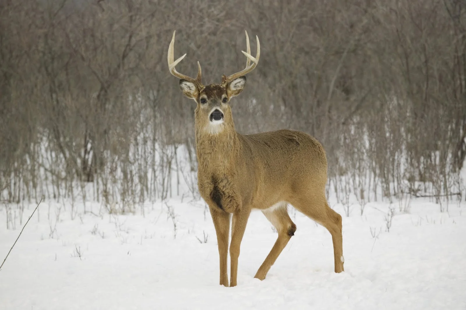 white tail canada.jpg