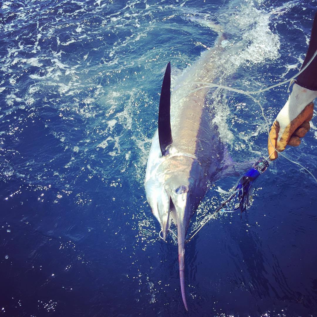 Blue marlin.jpg