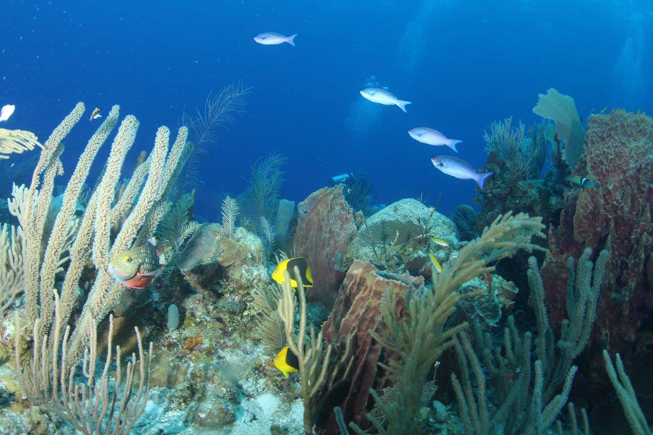 coralreef.jpg
