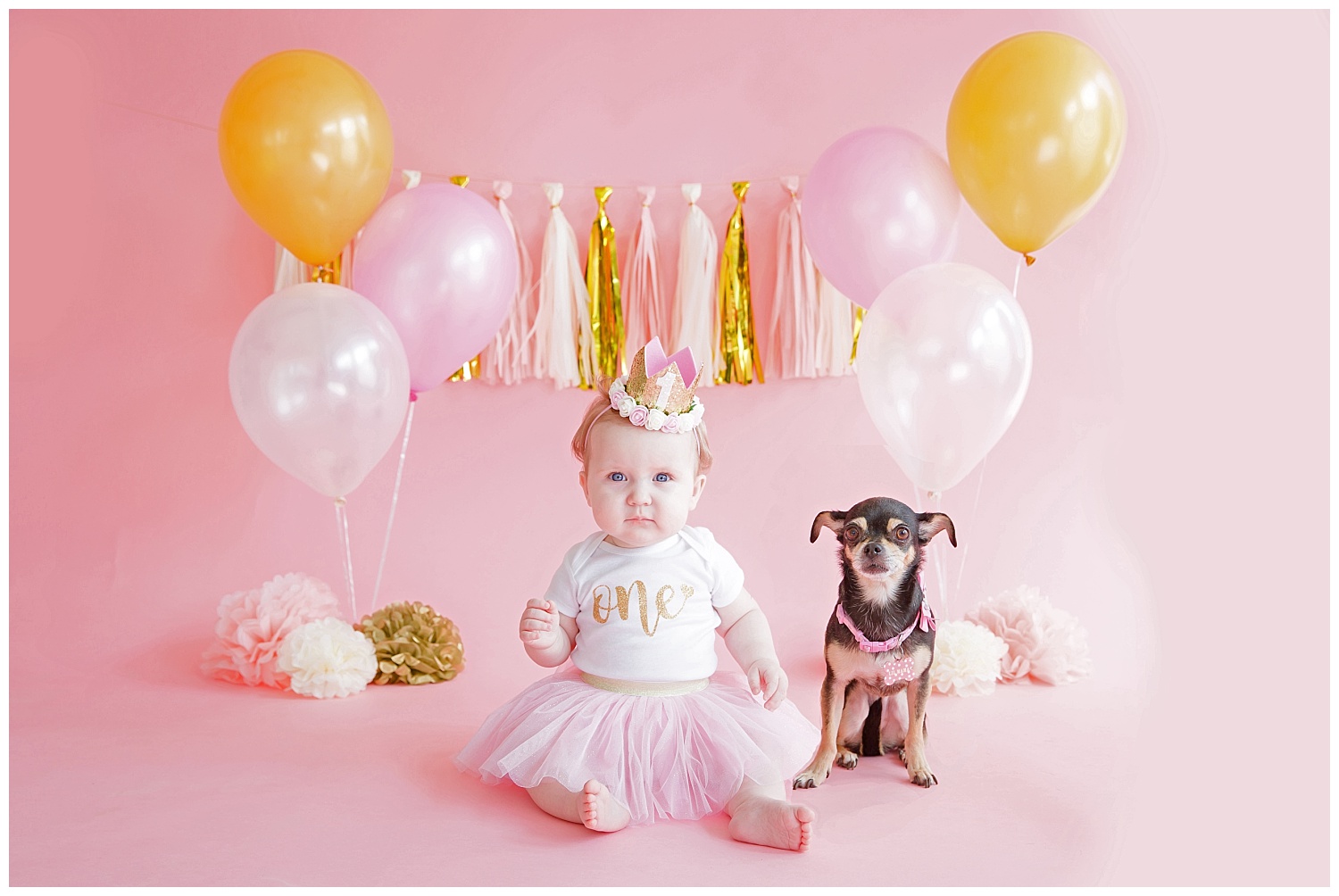 one year old girl on a pink and gold backdrop with her dog in burlington nj