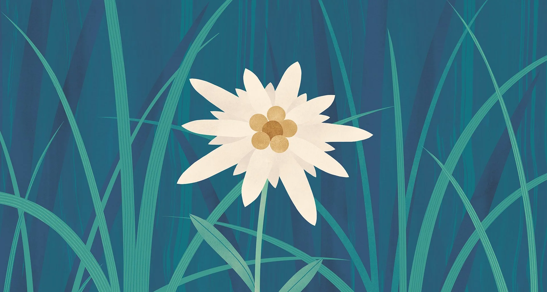 Villars-edelweiss_Behance.jpg