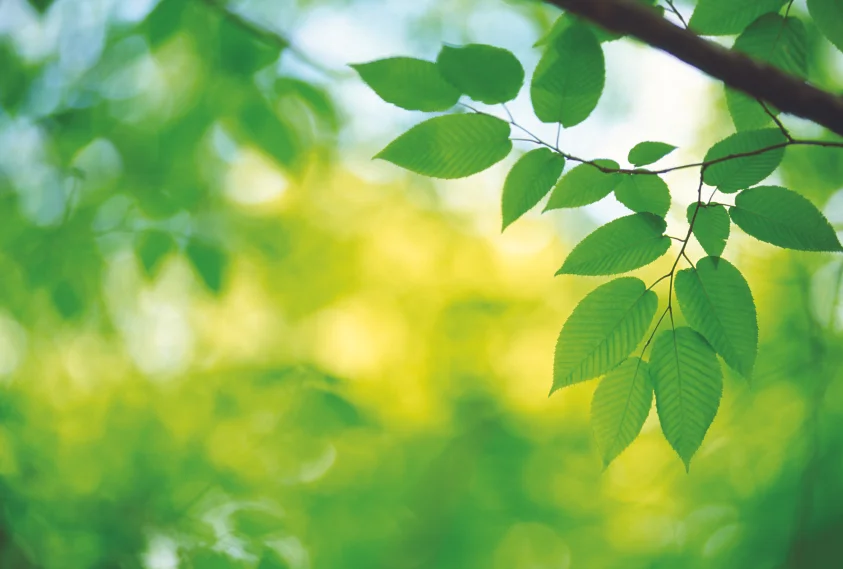 19 - Branch and leaves.jpg