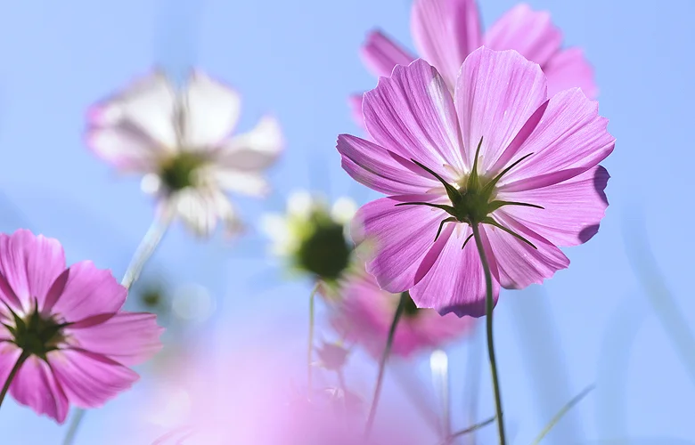 pink flower 2.jpg