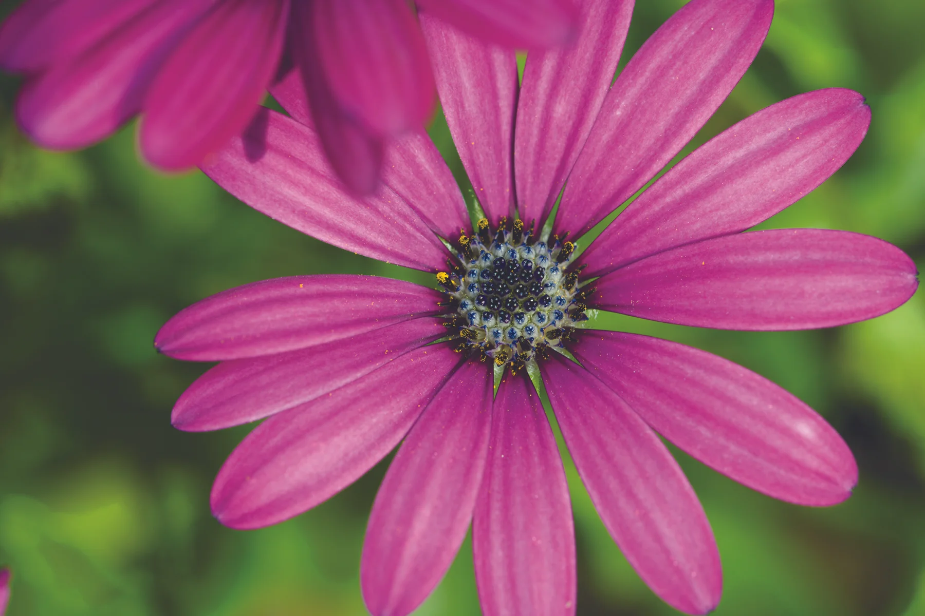 pink flower 4.jpg