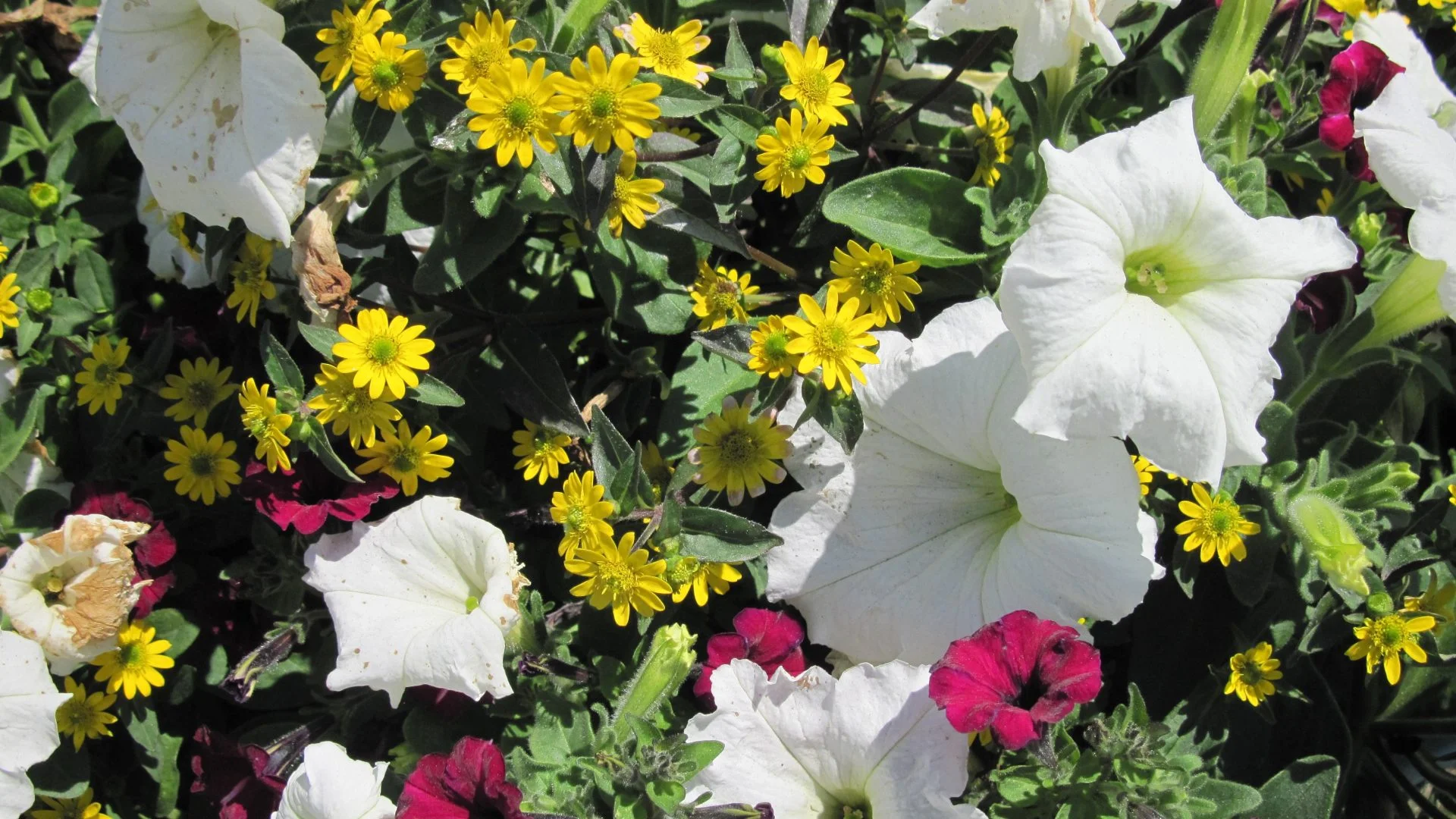 flower-flowers-day-white-petunias-red-photography-yellow-july-hd-full-wallpaper-1920x1080.jpg