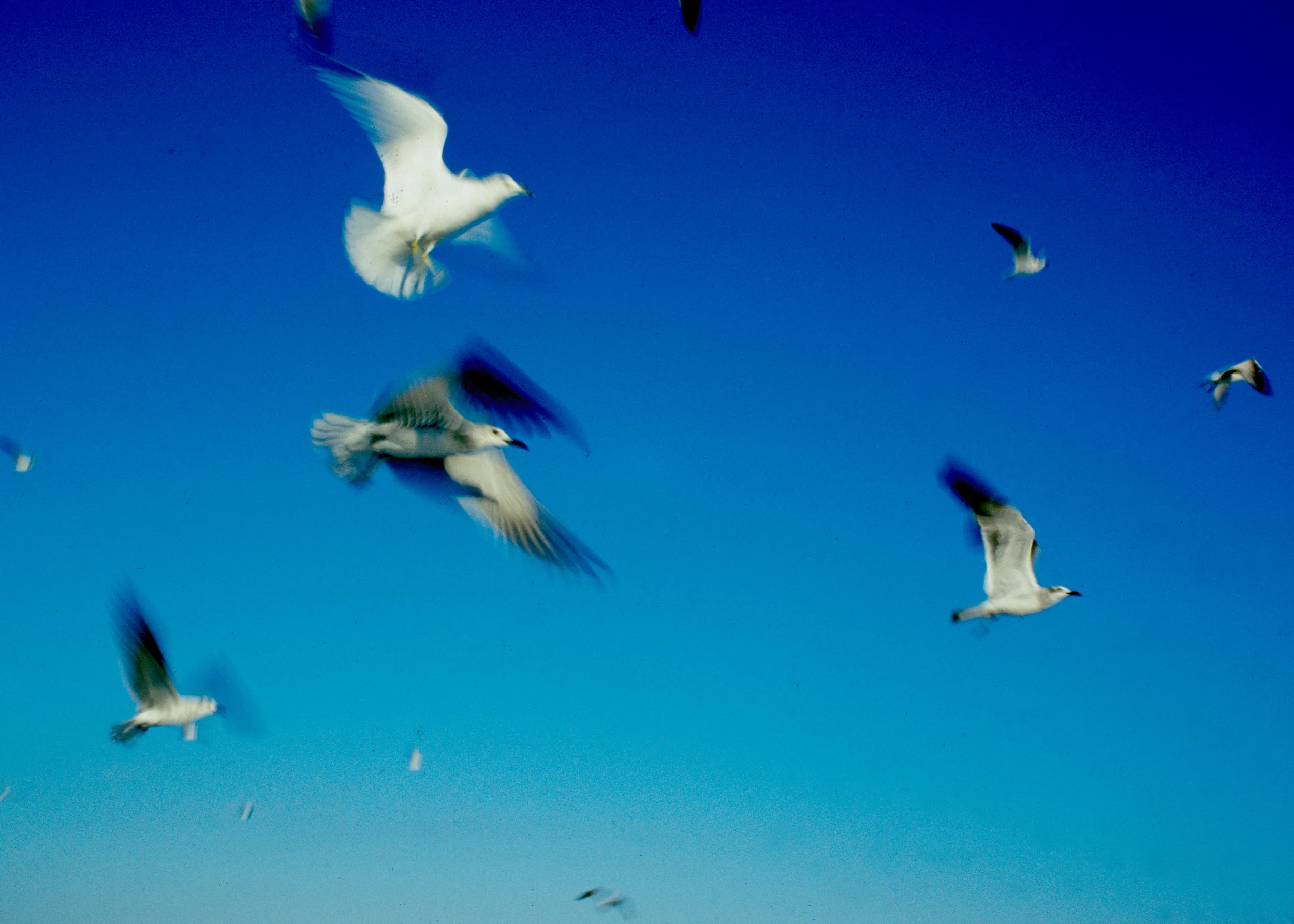 Birds.jpg
