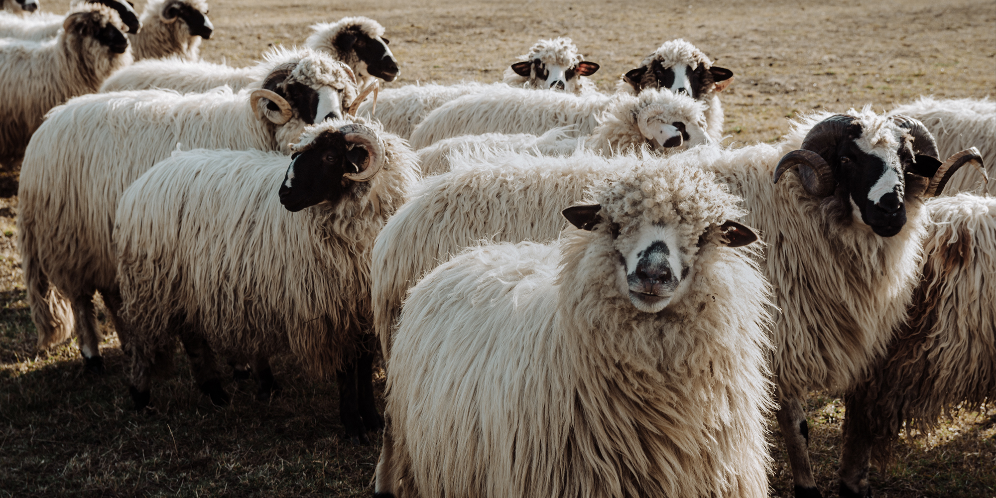 Berber sheep5.jpg